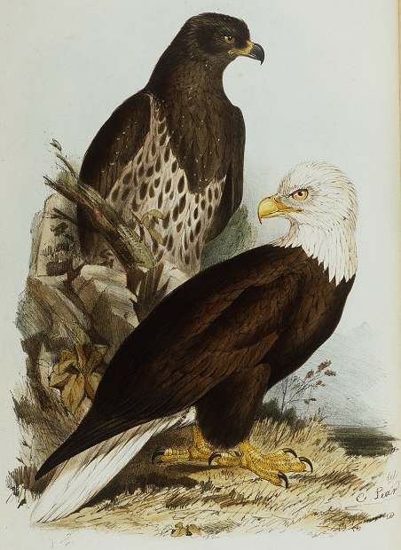 Bald Eagle