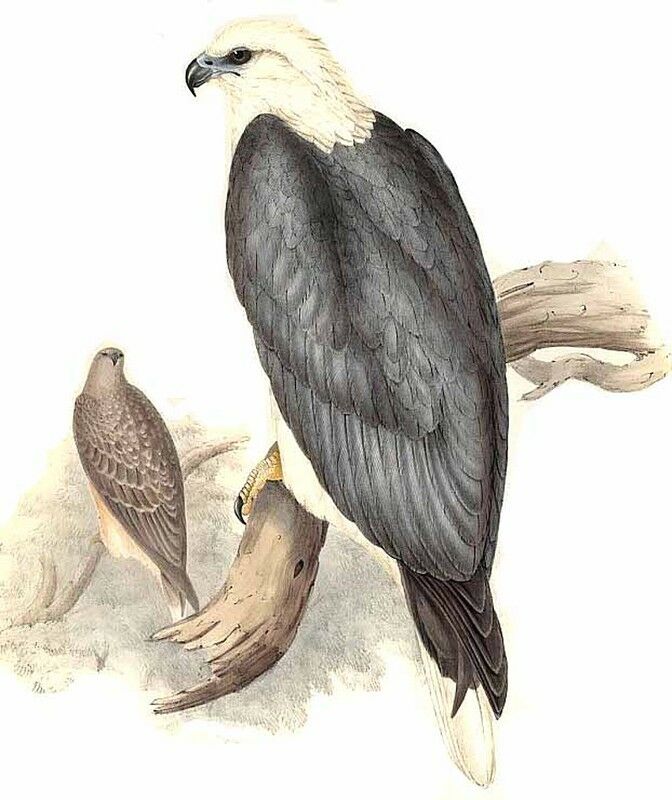 White-bellied Sea Eagle