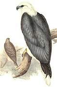 White-bellied Sea Eagle