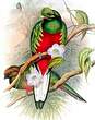 Quetzal antisien