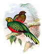 Quetzal brillant