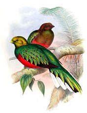 Quetzal brillant