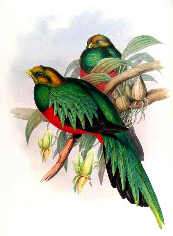 Golden-headed Quetzal