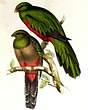 Quetzal pavonin