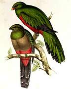 Pavonine Quetzal