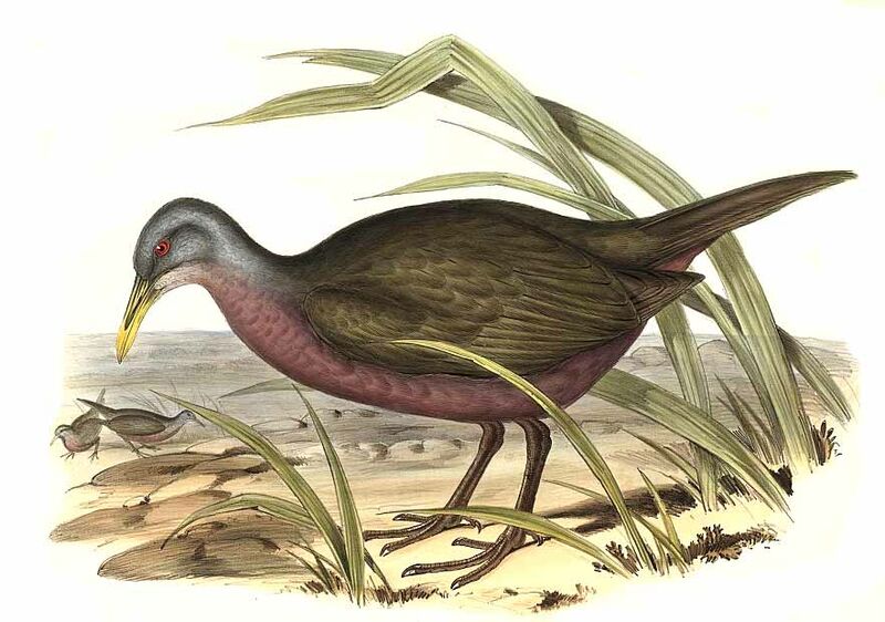 Chestnut Rail