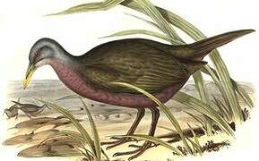 Chestnut Rail