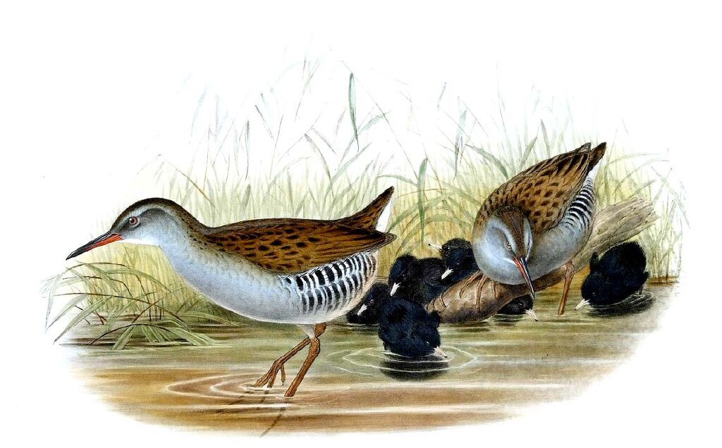 Water Rail