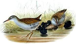 Water Rail