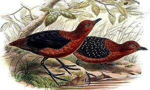 Forbes's Forest Rail