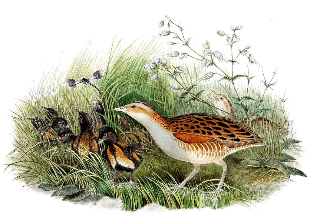 Corn Crake