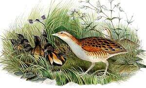 Corn Crake