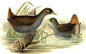 Pale-vented Bush-hen