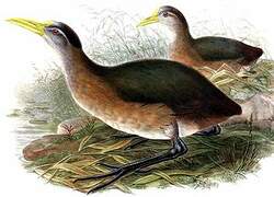 New Guinea Flightless Rail