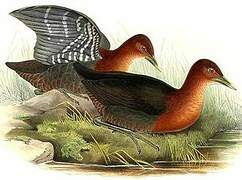 Red-necked Crake