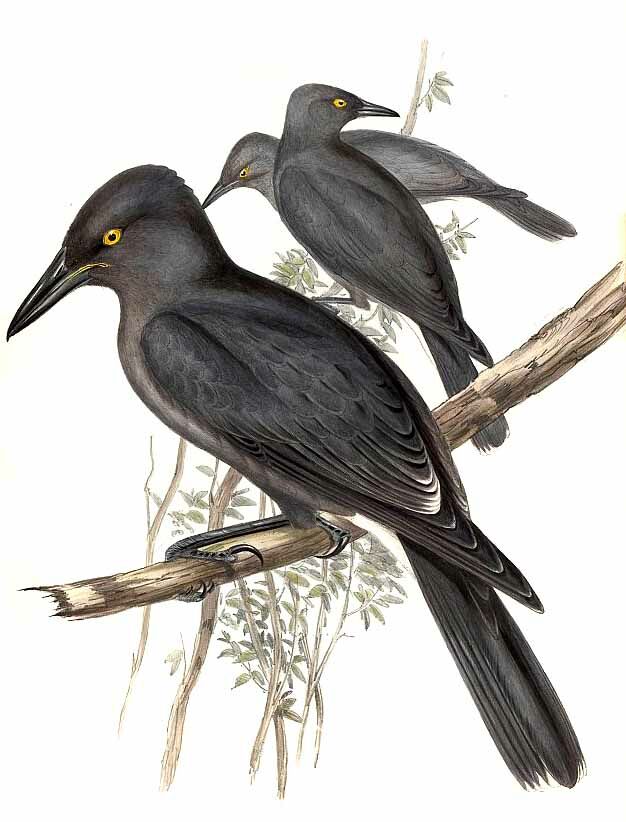 Grey Currawong