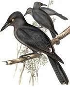 Grey Currawong