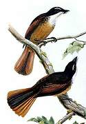 Northern Fantail