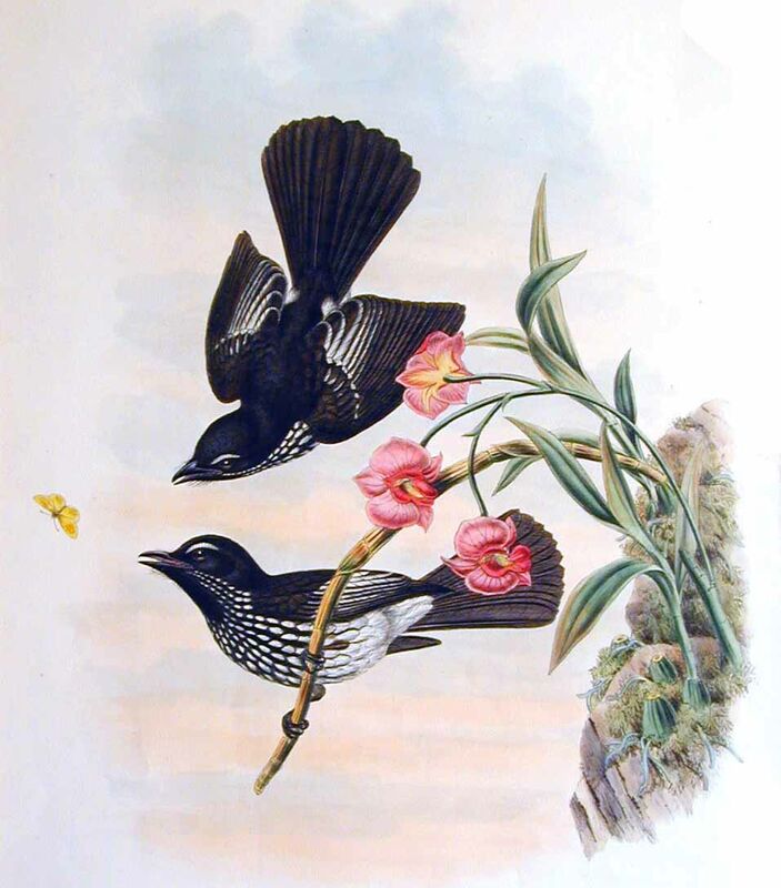 White-winged Fantail
