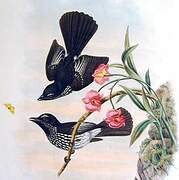 Cockerell's Fantail