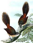 Long-tailed Fantail