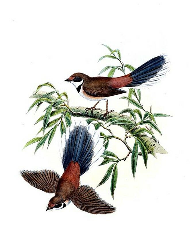 Rufous Fantail