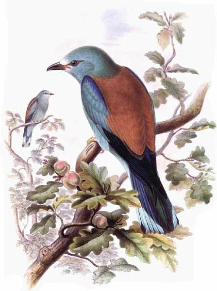 European Roller