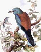 European Roller