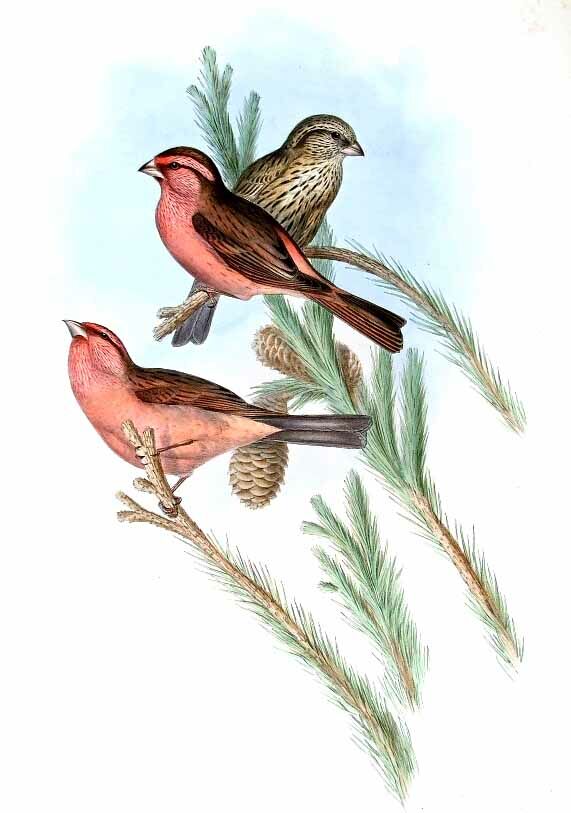 Red-mantled Rosefinch