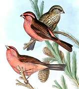 Red-mantled Rosefinch