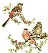 Long-tailed Rosefinch