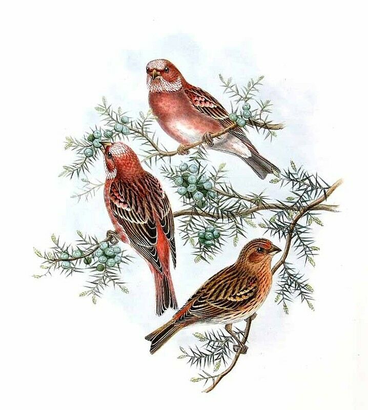 Pallas's Rosefinch