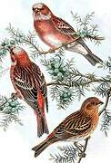 Pallas's Rosefinch