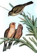 Great Rosefinch