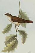 Common Nightingale