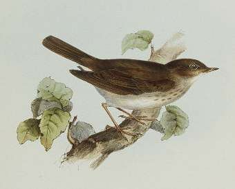 Thrush Nightingale