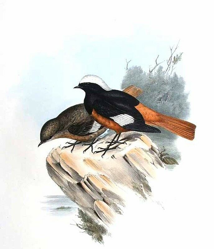 Güldenstädt's Redstart