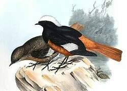 Güldenstädt's Redstart