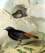 Black Redstart