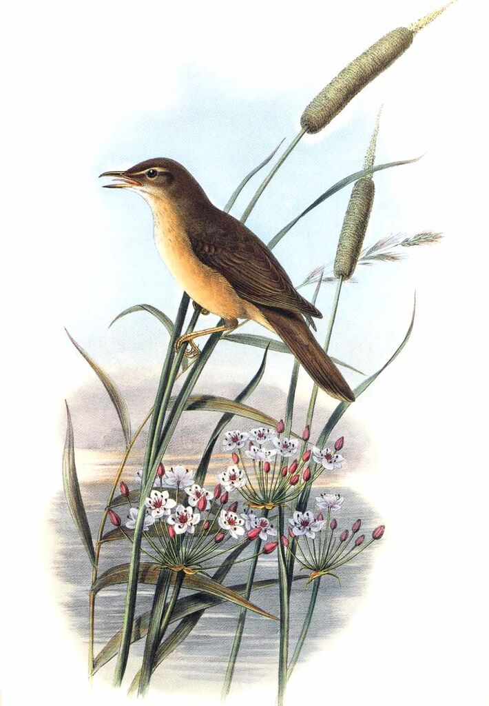 Great Reed Warbler