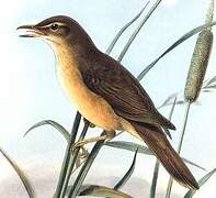 Great Reed Warbler