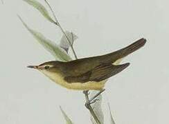 Marsh Warbler