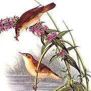 Marsh Warbler