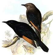 Tristram's Starling