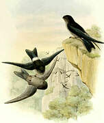 Australian Swiftlet