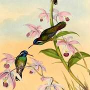 White-eared Hummingbird