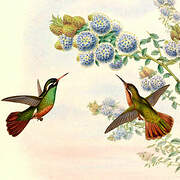 Xantus's Hummingbird