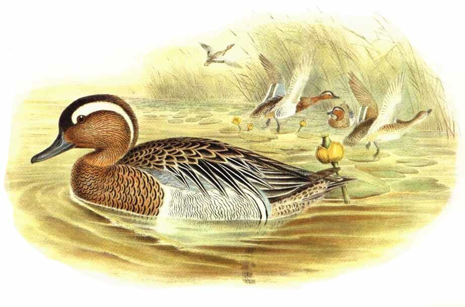 Garganey