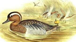 Garganey