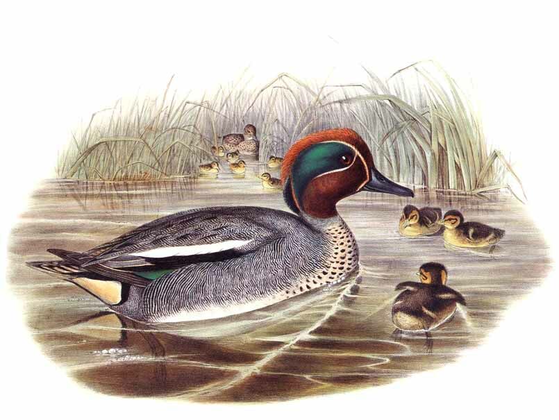 Eurasian Teal